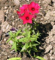 /album/phlox/flox-skalkovy2-jpg/